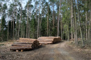 Rural Forester with Georgia Forestry Commission